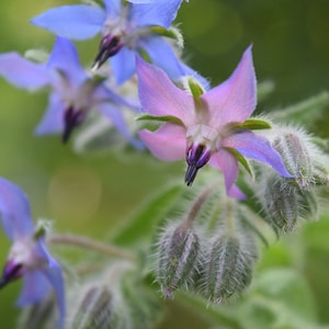 Borage Herb, Blue Star Flower, Herb, Borago officinalis, 10 Seeds