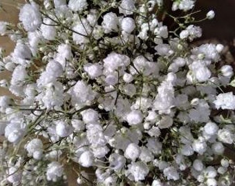 Baby's Breath, Gypsophila, Flower Filler, Blooms in six weeks, White Flower, Weddings, Cut Flower, 25 Seeds