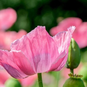 Giant Rattle Poppy, Pink to Lavender Poppies, Papaver somniferm, 20 Seeds