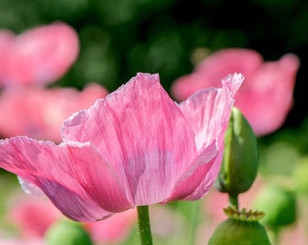 Giant Rattle Poppy, Pink to Lavender Poppies, Papaver somniferm, 20 Seeds