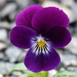 King Henry Viola, Edible Purple Flowers, Container Garden, Frosty Hardy, 10 Seeds