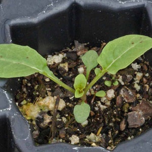 May include: A close-up of a small green plant with two leaves growing in a black plastic pot filled with dark brown soil.