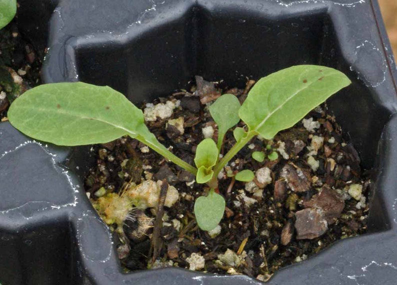 May include: A close-up of a small green plant with two leaves growing in a black plastic pot filled with dark brown soil.