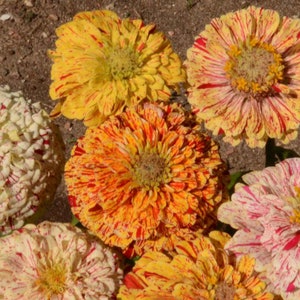 Peppermint Stick Zinnia Mix, Zinnia elegans, Unique Flower, 10 Seeds