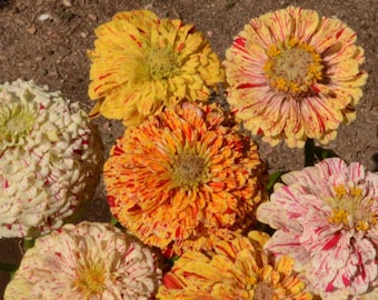Peppermint Stick Zinnia Mix, Zinnia elegans, Unique Flower, 10 Seeds