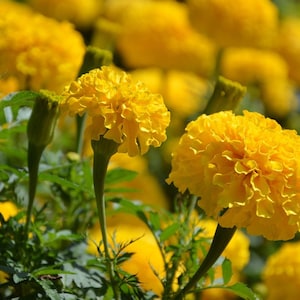 Lemon Drop Marigold, Heirloom, Tagetes patula nana, Compact Bushy Plant, Yellow Flowers, 10 Seeds