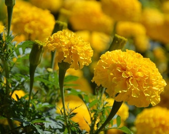 Lemon Drop Marigold, Heirloom, Tagetes patula nana, Compact Bushy Plant, Yellow Flowers, 10 Seeds