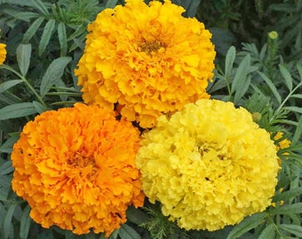 African Marigold Crackerjack, Tagetes erecta, Drought Tolerant, Attracts Butterflies, Repels Rabbits, 20 Seeds