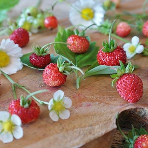 Mignonette Alpine Strawberry, Heirloom, Fragrant, Sweet, Full of Flavor, 20 Seeds
