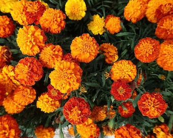 Petite Marigold Seeds: Dwarf Tagetes Patula Nana, Rabbit Repellent (10 Seeds)