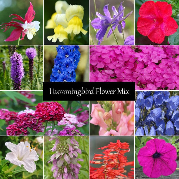 Hummingbird Wildflower Seed Mix - Poppy, Lemon Mint, Lupine, Sweet Alyssum, 14 Species, Variety of Sizes, Annual and Perennial Flowers