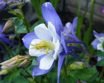 Blue Columbine, Perennial Plant, Attract Hummingbirds to Your Garden, 10 Seeds