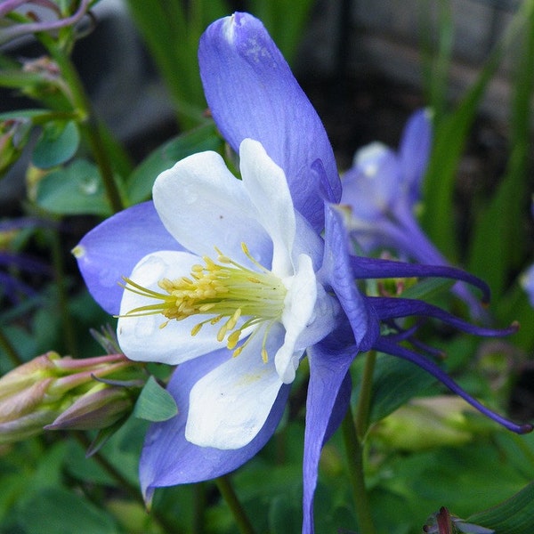 Blue Columbine, Perennial Plant, Attract Hummingbirds to Your Garden, 10 Seeds