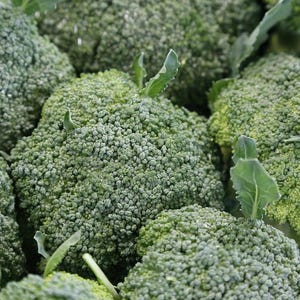 Purple Sprouting Broccoli, Heirloom, High Yields, Fall Garden, Ready in 60 Days,  20 Seeds