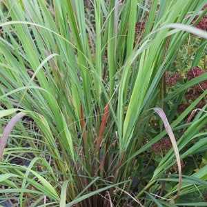 Lemongrass, Fragrant, Culinary Use, Perennial, Herb, 10 seeds
