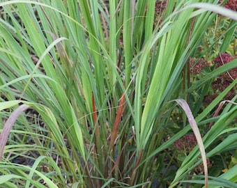 Lemongrass, Fragrant, Culinary Use, Perennial, Herb, 10 seeds