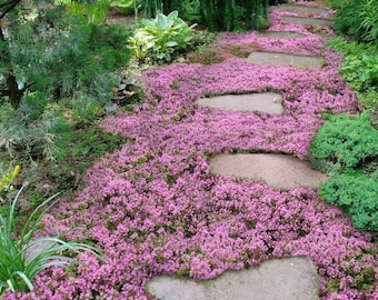 Creeping Thyme Seeds: Thymus serpyllum, Pink Shade Flowers