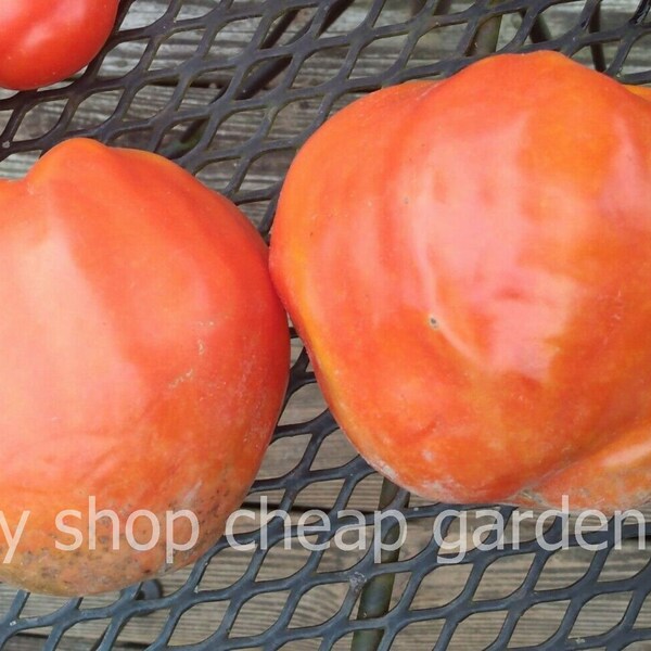 Beefsteak Tomato Etsy