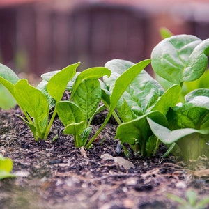 America Spinach Seeds: Heat & Drought Tolerant, Container Garden (20 Seeds)