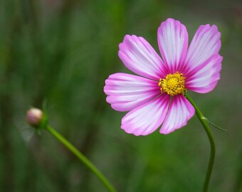 Daydream Cosmos, Pink and White Flowers, Easy to Grow, Cut Flowers, 10 Seeds