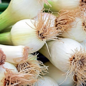Large American Flag Leek, Allium ampeloprasum, Onion Flavor, 20 Seeds
