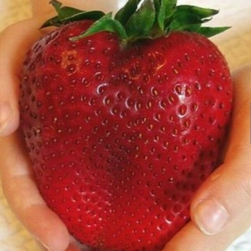 Giant Extra Jumbo Strawberry, Juicy, Red Fruit, 20 Seeds