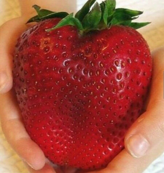 12+ Strawberry Red Color