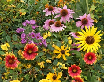 Bird Lovers Wildflower Seed Mix - 19 Species, Variety of Sizes, Annual and Perennial Flowers