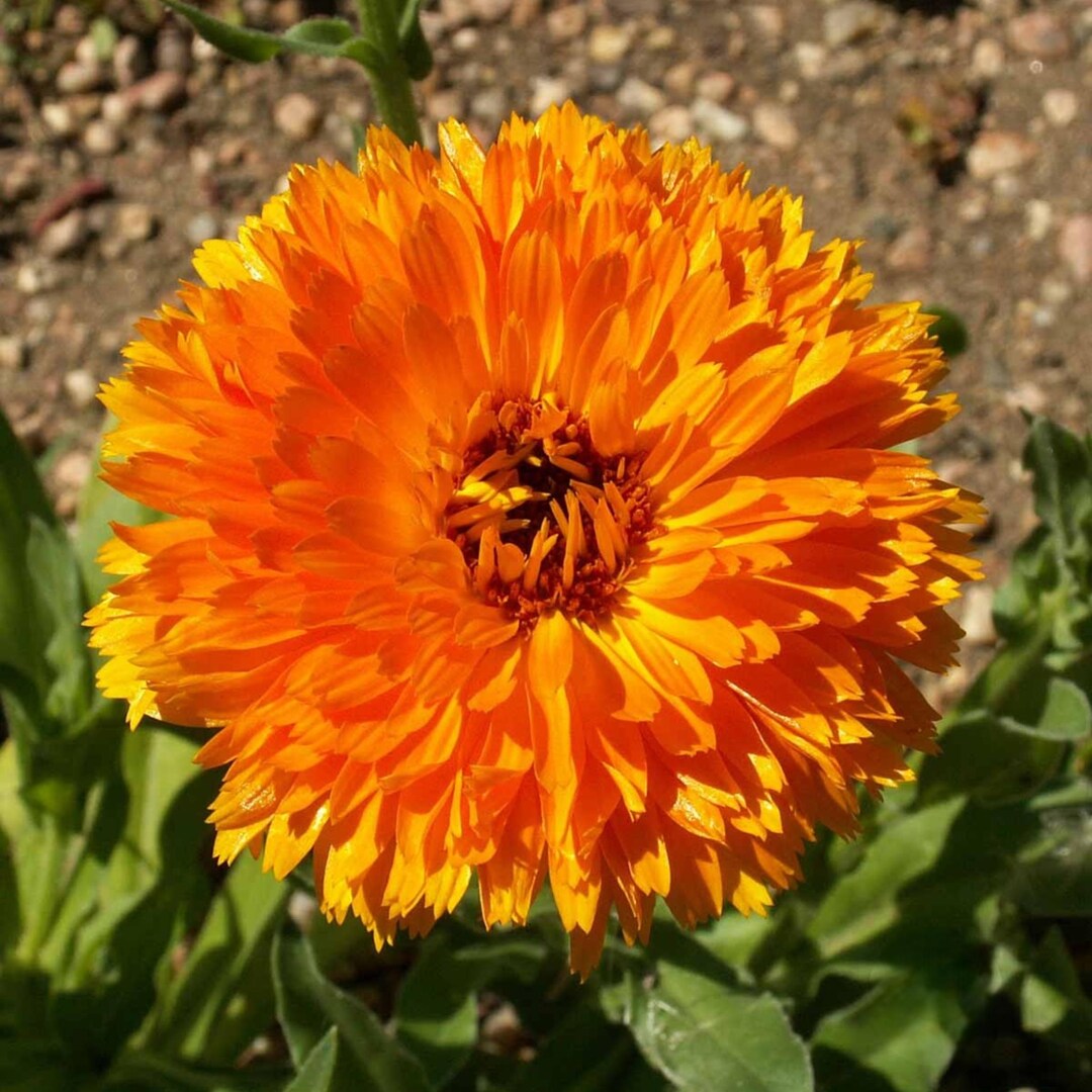 Ball's Orange Calendula Seeds – Heirloom Edible Flower, Cut Flower ...