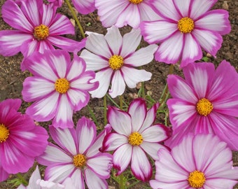 Candystripe Cosmos, Pink and White Flowers, Easy to Grow, Cut Flowers, 10 Seeds