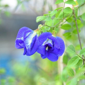 Butterfly Pea Flower Seeds: Natural Food Dye, Herbal Tea (5 Seeds)