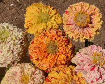 Candy Cane Zinnia Seeds, Striped Zinnia Elegans, Cut Flowers (10 Seeds)