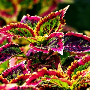 Coleus Rainbow Mix, Coleus blumei, Painted Leaves, Variety of Colors, Loves Shaded Areas, Perennial Plant, Easy to Grow
