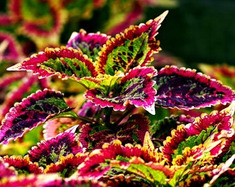 Coleus Rainbow Mix, Coleus blumei, Painted Leaves, 20 seeds