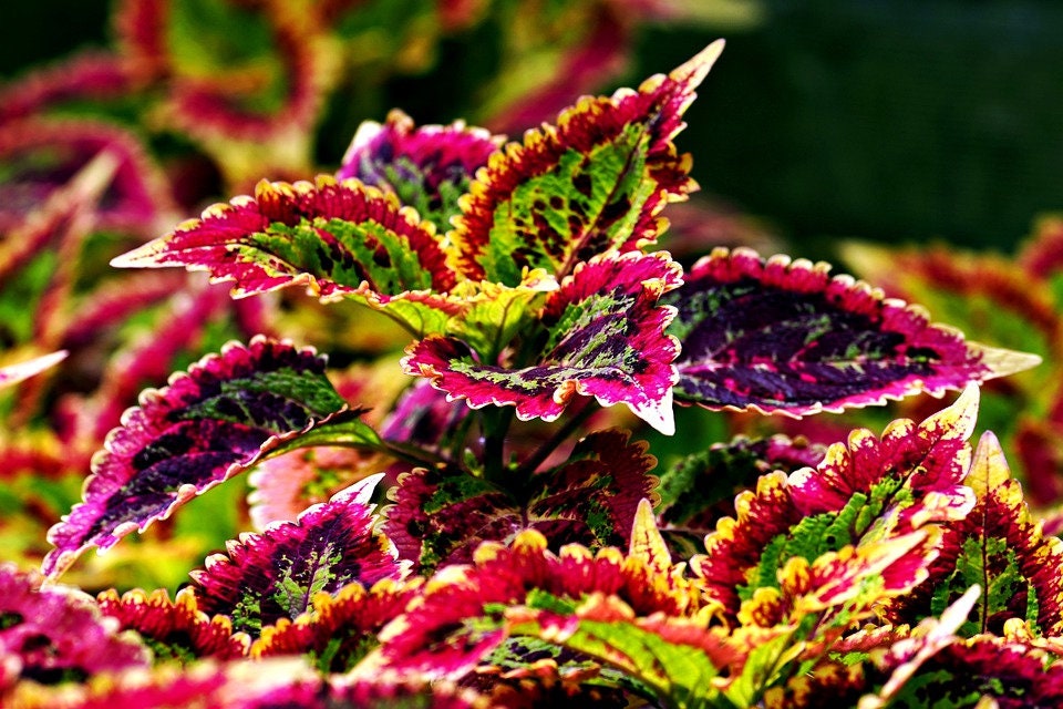Coleus Rainbow Mix: Colorful Painted Leaves Plant