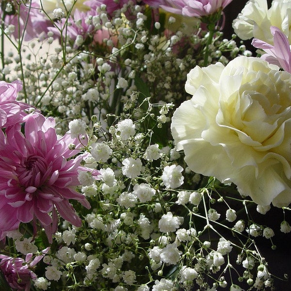 Creeping Baby's Breath, Gypsophila repens, Flower Filler, Blooms in six weeks, White Flower, Cut Flower, Perennial, 20 Seeds