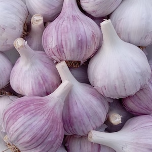 Chesnok Red Heirloom Hardneck Garlic - Bold, Sweet, and Perfect for Roasting - Planting Garlic
