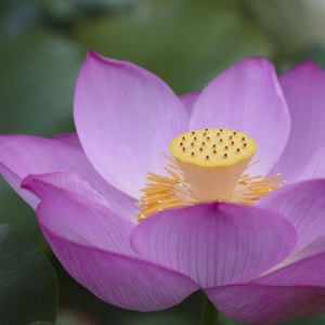 Sacred Water Lotus Seeds: Rare Aquatic Pond Plant - Nelumbo Nucifera