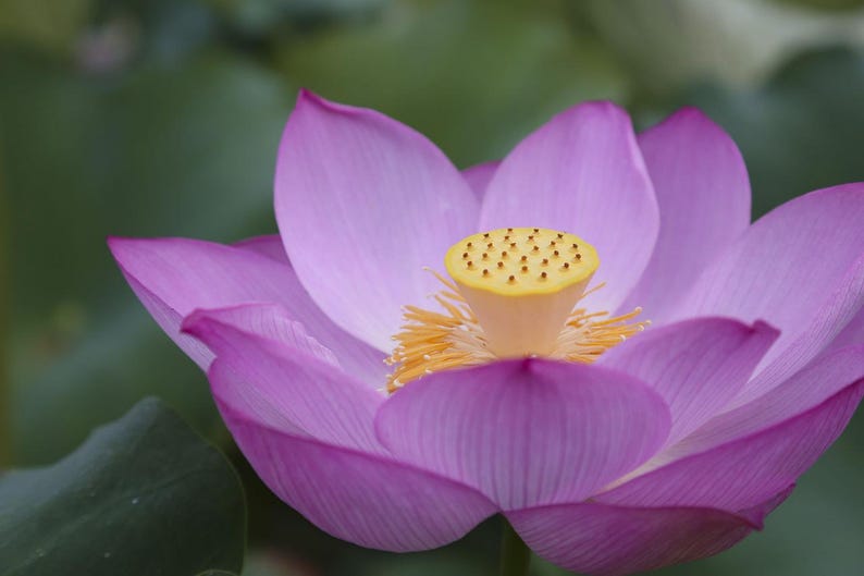 cheapseedsllc Lotus Flower Seeds - Thumbnail 5