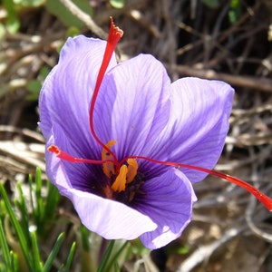100 Saffron Bulbs - Grow Your Own Saffron Spice