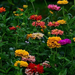 Cactus Zinnia, Zinnia elegans, Garden Flowers, Variety of Colors, USA Seller, 20 Seeds