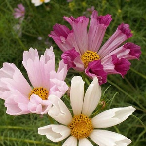 Cosmos Sea Shells Flower Seeds: Crimson, Rose, Pink, and White (20 Seeds)