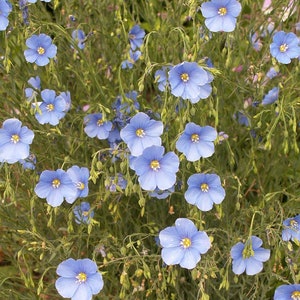 Blue Flax, Linum perenne, Drought Resistant, Attracts Butterflies to Your Garden, 20 Seeds