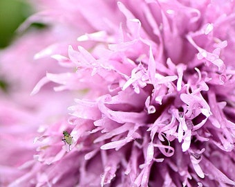 Lilac Pompom Poppy, Papaver somniferum, Cut Flower, Attracts Butterflies to Your Garden, 20 Seeds