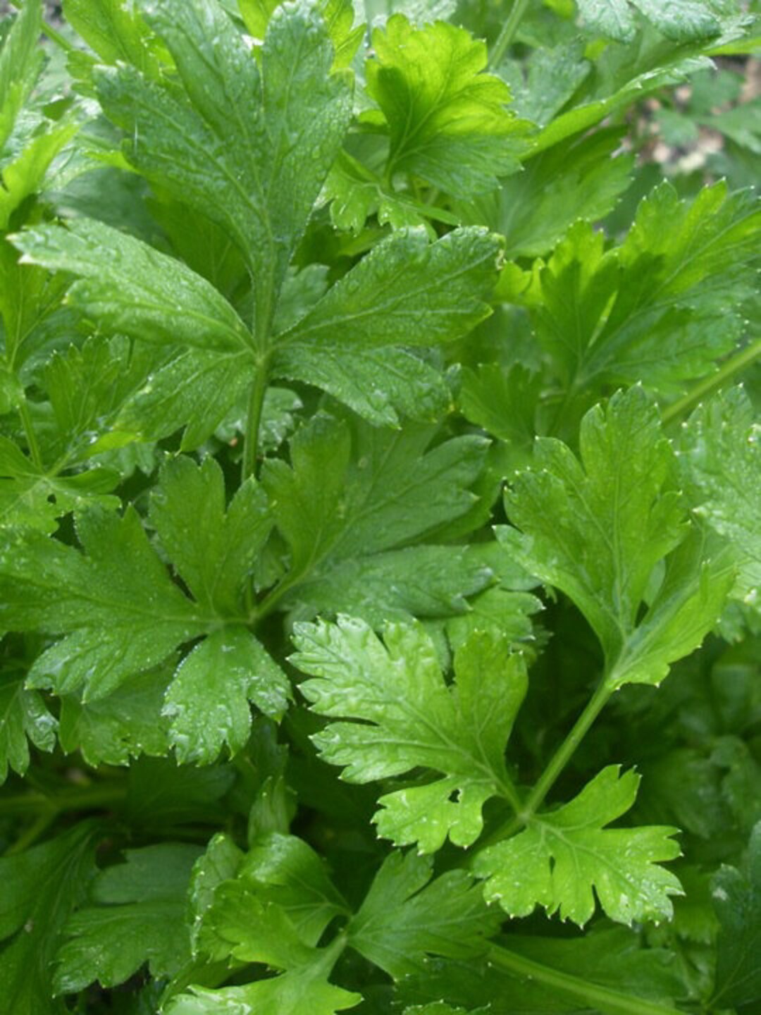 Dark Green Italian Flat Leaf Parsley Garnish Add to Sauces Etsy