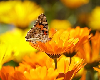 Calendula Pacific Beauty, Calendula officinalis, Cut Flowers, Edible Petals, 20 Seeds