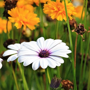 Blue Disc African Daisy, White Daisy with Blue Center, Heat Loving, Cut Flowers, 10 Seeds