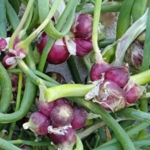 May include: A cluster of fresh red onions with long, vibrant green stalks. The bulbs are deep purple-red with thin, papery white skins peeling slightly at the base. The green stems are thick, curved, and intertwined throughout the vegetable bunch.