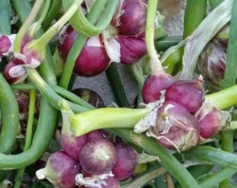 Bulk Egyptian Walking Onion Top Sets & Bulbs: Heirloom Perennial Tree Onion