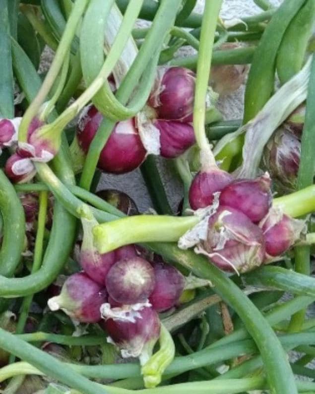 Bulk Egyptian Walking Onion Top Sets & Bulbs: Heirloom Perennial Tree Onion